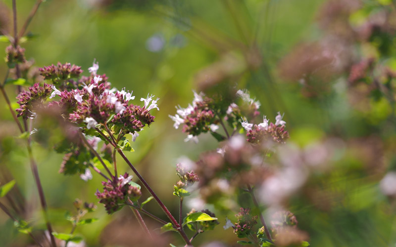 Das Leben der Bienen